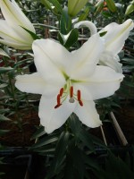 [5385 Salvetia VZ No01.JPG]